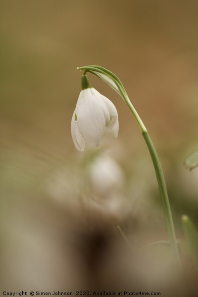  Isolated Snowdrop Picture Board by Simon Johnson