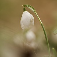 Buy canvas prints of  Isolated Snowdrop by Simon Johnson