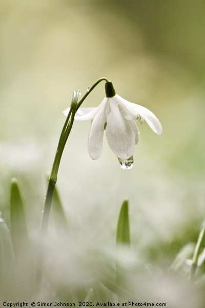 Snowdrop with dew drop Picture Board by Simon Johnson