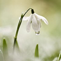 Buy canvas prints of Snowdrop with dew drop by Simon Johnson