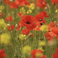Buy canvas prints of Poppies by Simon Johnson