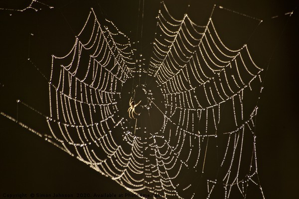 Spider, cobweb with dew Picture Board by Simon Johnson