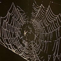 Buy canvas prints of Spider, cobweb with dew by Simon Johnson