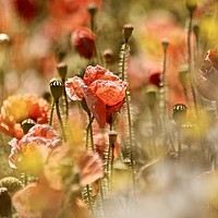 Buy canvas prints of poppy by Simon Johnson