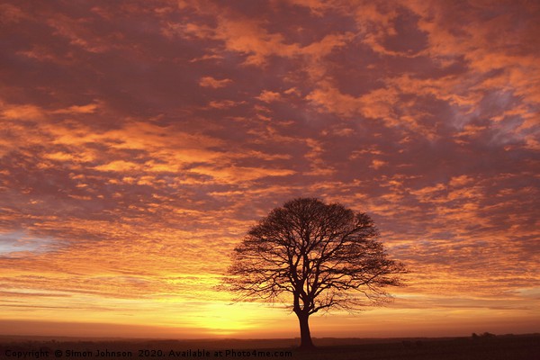 Isolated tree sunrise Picture Board by Simon Johnson