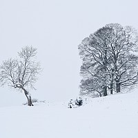 Buy canvas prints of TYrees in snow by Simon Johnson