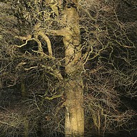 Buy canvas prints of Sunlit branches by Simon Johnson