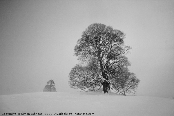 Two trees in snow Picture Board by Simon Johnson