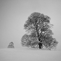 Buy canvas prints of Two trees in snow by Simon Johnson
