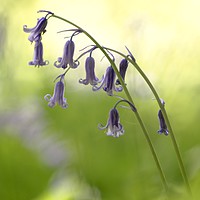 Buy canvas prints of bluebell by Simon Johnson