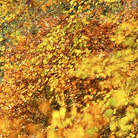 Buy canvas prints of Impressionist image of autumn leaves by Simon Johnson