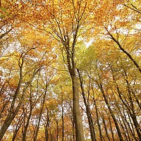 Buy canvas prints of Autumn tree profile by Simon Johnson