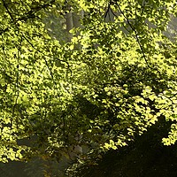Buy canvas prints of Sunlit Spring leaves by Simon Johnson