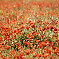 Buy canvas prints of Poppy field Impressionist image by Simon Johnson