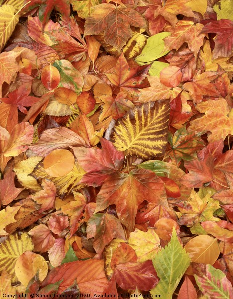 Autumn leaves Collage Picture Board by Simon Johnson