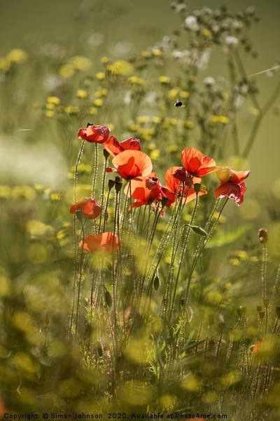 Sunlit Poppies in field of rape seed Picture Board by Simon Johnson