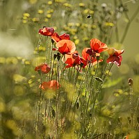 Buy canvas prints of Sunlit Poppies in field of rape seed by Simon Johnson