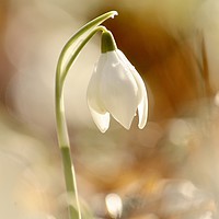 Buy canvas prints of isolated snowdrop by Simon Johnson