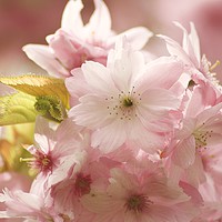 Buy canvas prints of Blossom close up by Simon Johnson