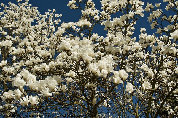 magnolia blossom Picture Board by Simon Johnson