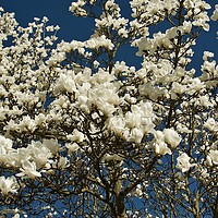 Buy canvas prints of magnolia blossom by Simon Johnson