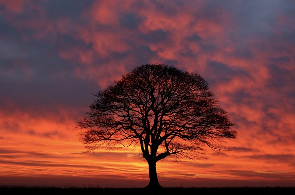Tree Silhouette sunrise Picture Board by Simon Johnson
