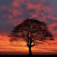 Buy canvas prints of Tree Silhouette sunrise by Simon Johnson