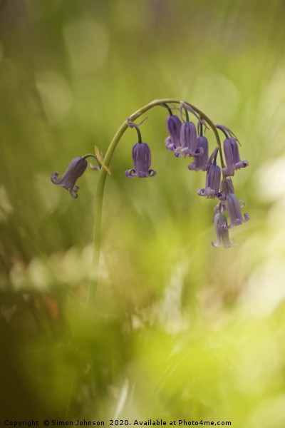 artistic bluebell Picture Board by Simon Johnson