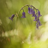 Buy canvas prints of artistic bluebell by Simon Johnson
