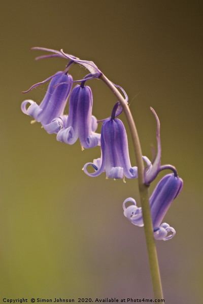bluebell flowers close up Picture Board by Simon Johnson