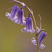 Buy canvas prints of bluebell flowers close up by Simon Johnson