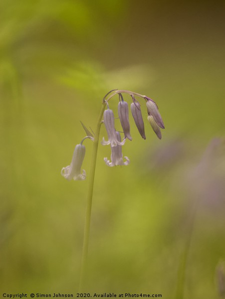 Isolated bluebell Picture Board by Simon Johnson