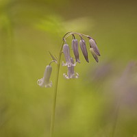 Buy canvas prints of Isolated bluebell by Simon Johnson