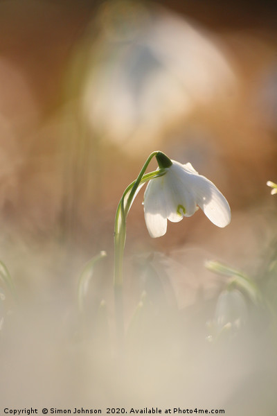 Isolated  sunlit snowdrop Picture Board by Simon Johnson