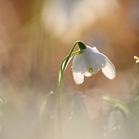 Buy canvas prints of Isolated  sunlit snowdrop by Simon Johnson