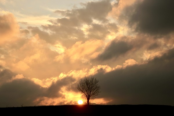 isolated tree sunset Picture Board by Simon Johnson