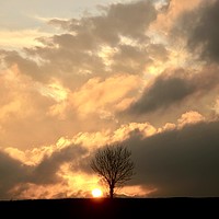 Buy canvas prints of isolated tree sunset by Simon Johnson