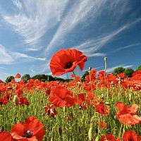 Buy canvas prints of poppies and clouds by Simon Johnson
