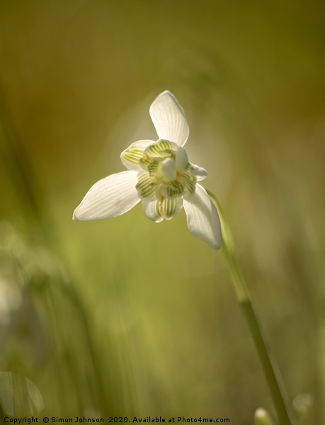 isolated Snowdrop Picture Board by Simon Johnson