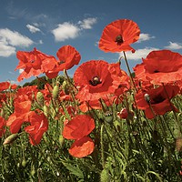 Buy canvas prints of Wind blown summer poppies  by Simon Johnson