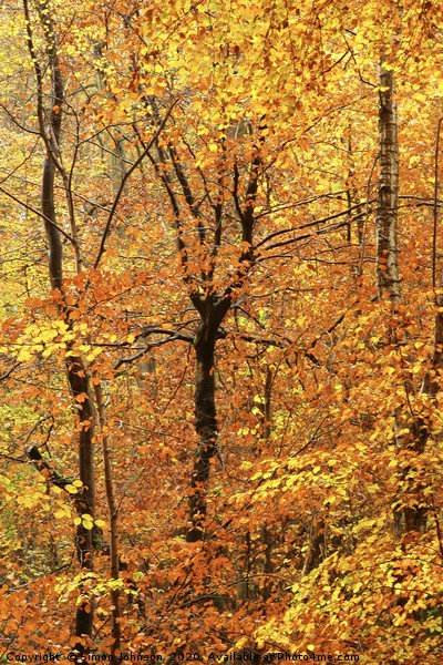 Autumn woodland - Impressionist Picture Board by Simon Johnson