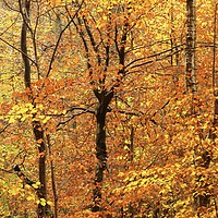 Buy canvas prints of Autumn woodland - Impressionist by Simon Johnson