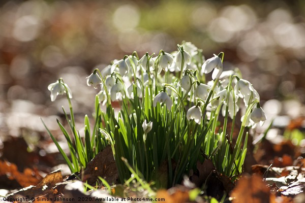  Sunlit Snowdrop cluster Picture Board by Simon Johnson