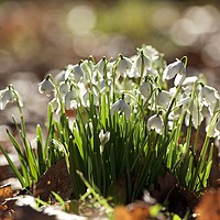 Buy canvas prints of  Sunlit Snowdrop cluster by Simon Johnson