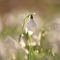 Buy canvas prints of isolated snowdrop by Simon Johnson