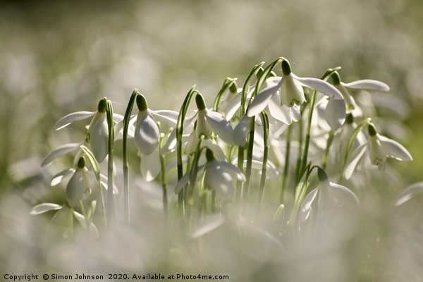 Flying snowdrops Picture Board by Simon Johnson