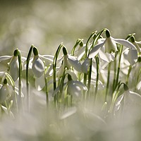 Buy canvas prints of Flying snowdrops by Simon Johnson