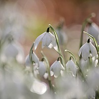 Buy canvas prints of Snowdrops Impressionist image by Simon Johnson