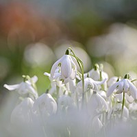 Buy canvas prints of  Snowdrop close up by Simon Johnson