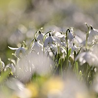 Buy canvas prints of Snowdrops close up by Simon Johnson